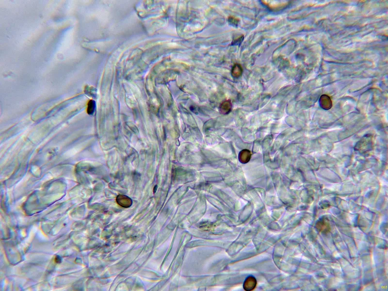 Agaricus litoralis 10 - Suprapellis agua-003